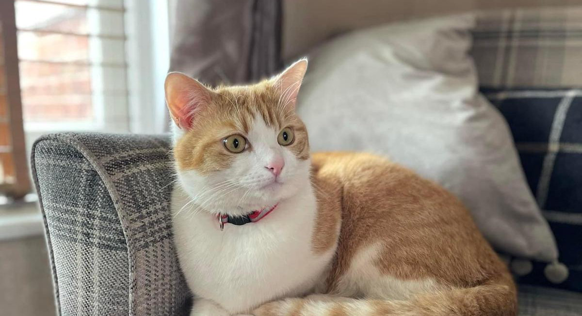 Cat sitting on sofa