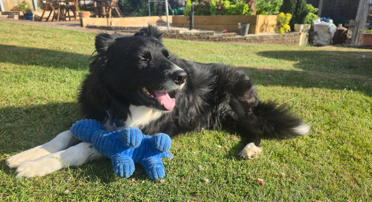 Dog playing in garden
