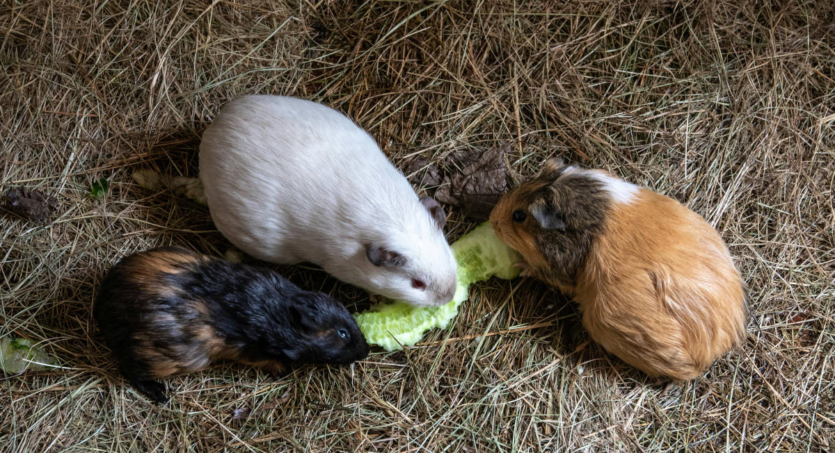 Guinea pigs