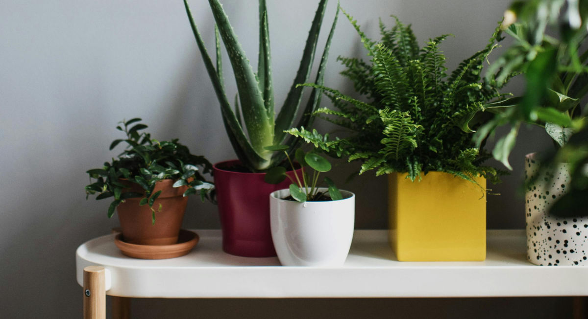 House plants