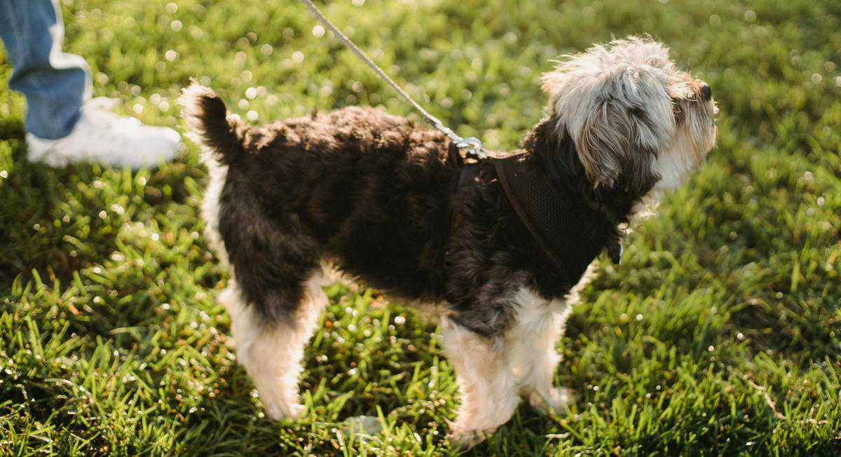 Small dog on a walk Small dog on a walk